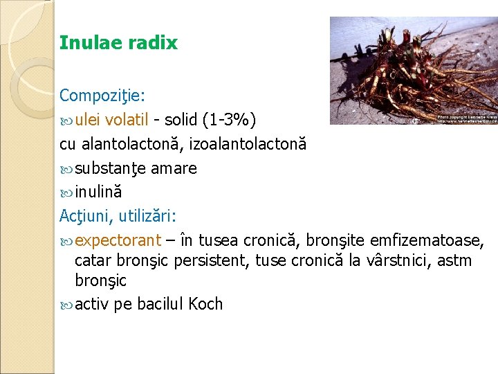 Inulae radix Compoziţie: ulei volatil - solid (1 -3%) cu alantolactonă, izoalantolactonă substanţe amare