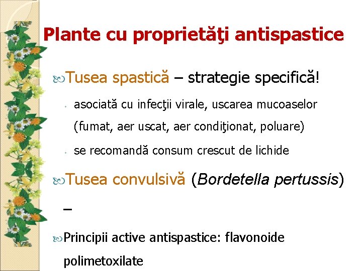 Plante cu proprietăţi antispastice Tusea spastică – strategie specifică! ◦ asociată cu infecţii virale,