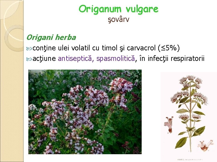 Origanum vulgare şovârv Origani herba conţine ulei volatil cu timol şi carvacrol (≤ 5%)