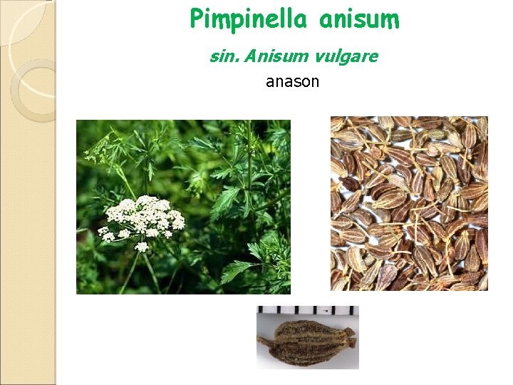 Pimpinella anisum sin. Anisum vulgare anason 