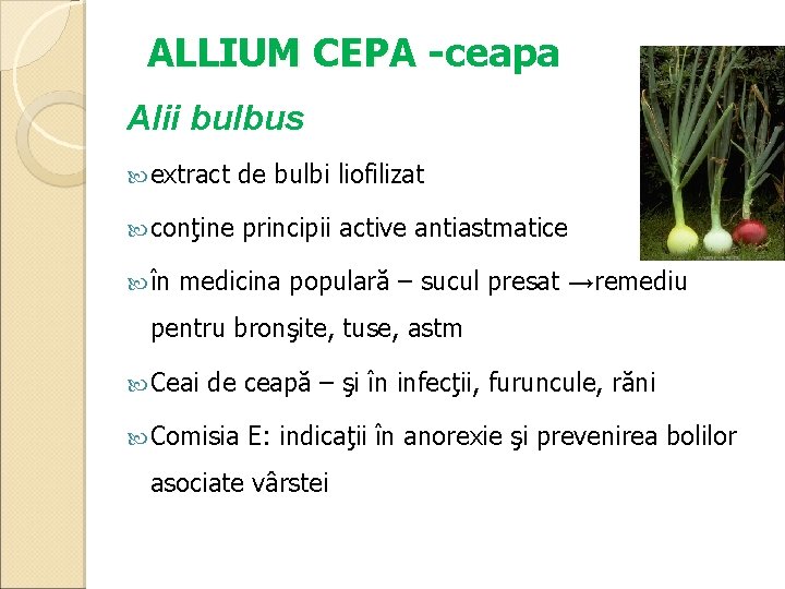 ALLIUM CEPA -ceapa Alii bulbus extract de bulbi liofilizat conţine principii active antiastmatice în