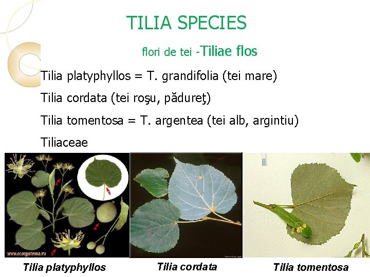 TILIA SPECIES flori de tei -Tiliae flos Tilia platyphyllos = T. grandifolia (tei mare)