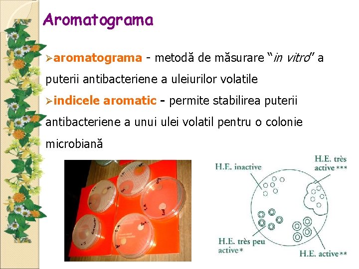 Aromatograma aromatograma - metodă de măsurare “in vitro” a puterii antibacteriene a uleiurilor volatile