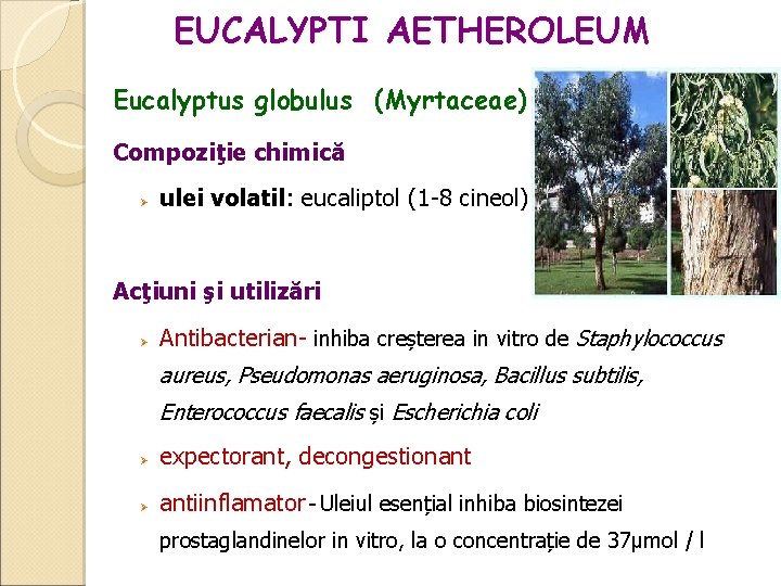 EUCALYPTI AETHEROLEUM Eucalyptus globulus (Myrtaceae) Compoziţie chimică ulei volatil: eucaliptol (1 -8 cineol) Acţiuni