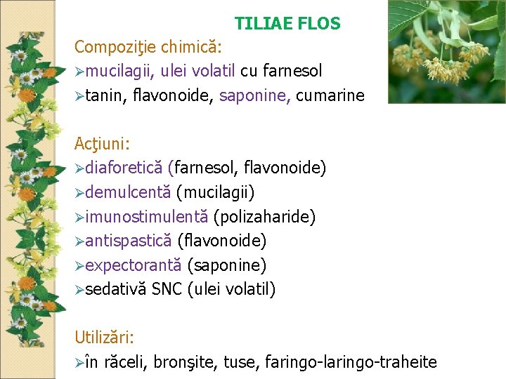 TILIAE FLOS Compoziţie chimică: mucilagii, ulei volatil cu farnesol tanin, flavonoide, saponine, cumarine Acţiuni: