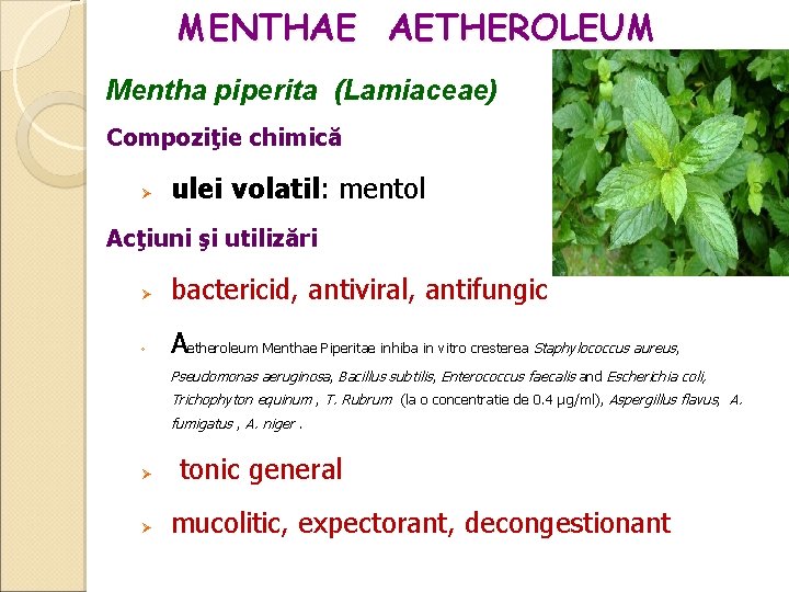 MENTHAE AETHEROLEUM Mentha piperita (Lamiaceae) Compoziţie chimică ulei volatil: mentol Acţiuni şi utilizări bactericid,