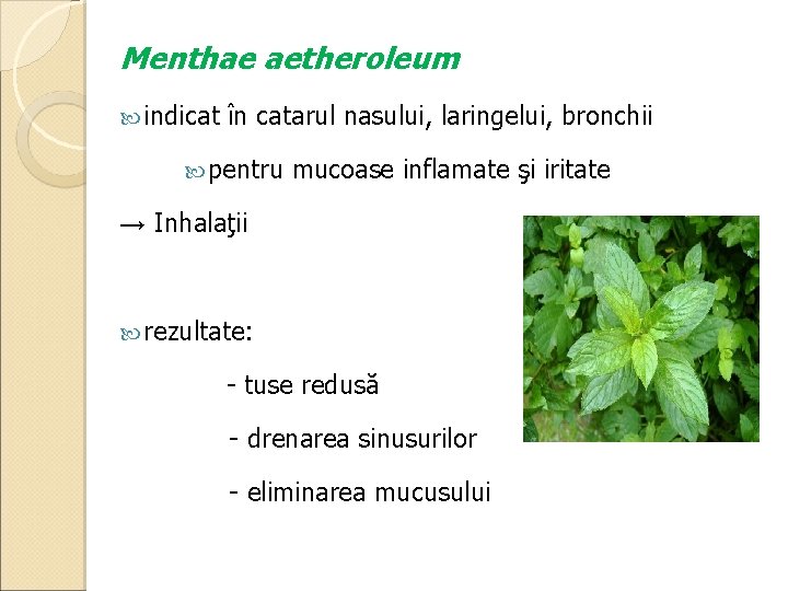 Menthae aetheroleum indicat în catarul nasului, laringelui, bronchii pentru mucoase inflamate şi iritate →