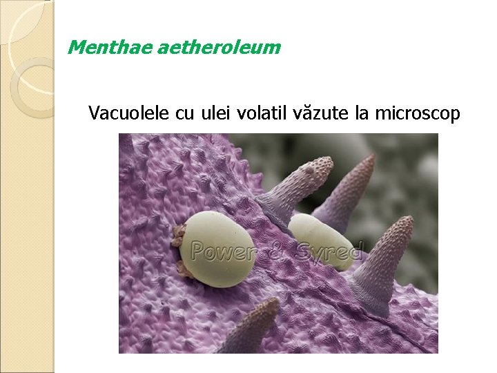 Menthae aetheroleum Vacuolele cu ulei volatil văzute la microscop 