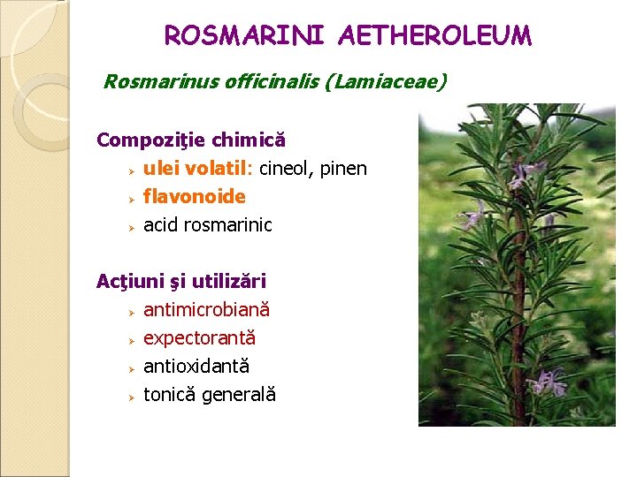 ROSMARINI AETHEROLEUM Rosmarinus officinalis (Lamiaceae) Compoziţie chimică ulei volatil: cineol, pinen flavonoide acid rosmarinic