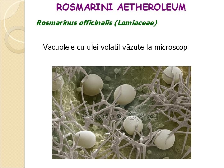 ROSMARINI AETHEROLEUM Rosmarinus officinalis (Lamiaceae) Vacuolele cu ulei volatil văzute la microscop 