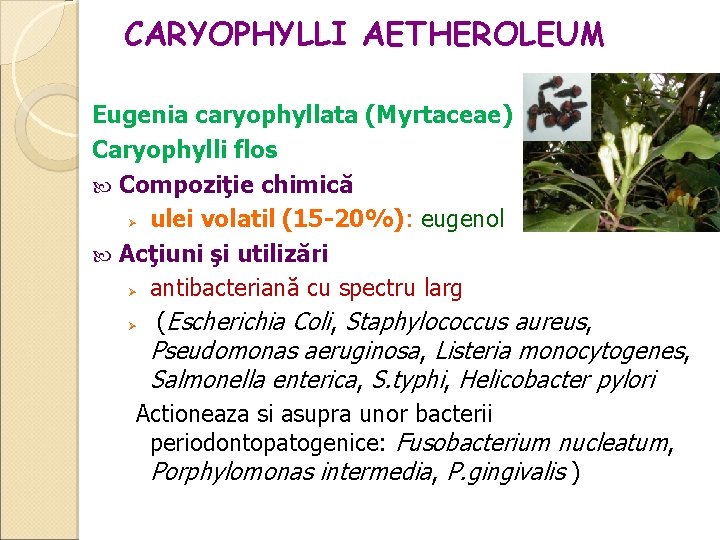 CARYOPHYLLI AETHEROLEUM Eugenia caryophyllata (Myrtaceae) Caryophylli flos Compoziţie chimică ulei volatil (15 -20%): eugenol