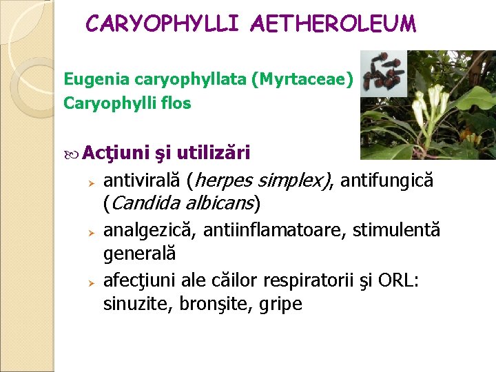 CARYOPHYLLI AETHEROLEUM Eugenia caryophyllata (Myrtaceae) Caryophylli flos Acţiuni şi utilizări antivirală (herpes simplex), antifungică