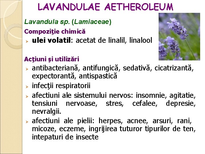 LAVANDULAE AETHEROLEUM Lavandula sp. (Lamiaceae) Compoziţie chimică ulei volatil: acetat de linalil, linalool Acţiuni