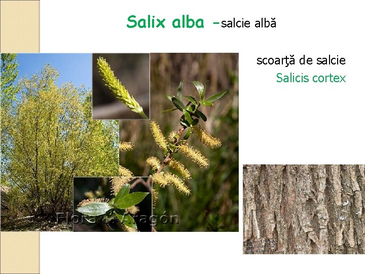 Salix alba -salcie albă scoarţă de salcie Salicis cortex 