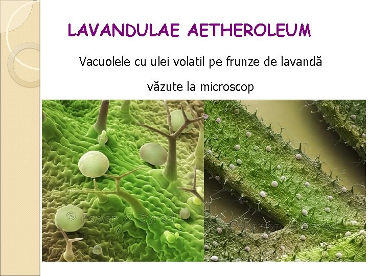 LAVANDULAE AETHEROLEUM Vacuolele cu ulei volatil pe frunze de lavandă văzute la microscop 