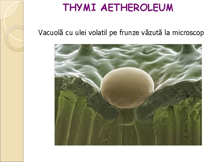 THYMI AETHEROLEUM Vacuolă cu ulei volatil pe frunze văzută la microscop 
