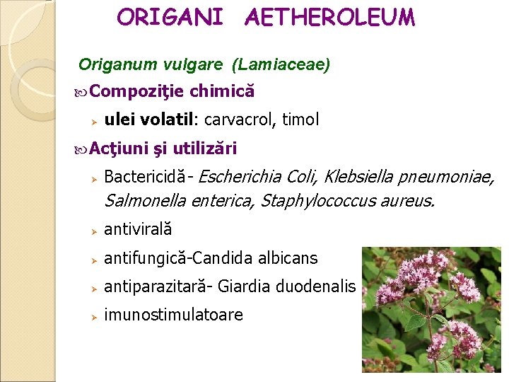 ORIGANI AETHEROLEUM Origanum vulgare (Lamiaceae) Compoziţie ulei volatil: carvacrol, timol Acţiuni chimică şi utilizări