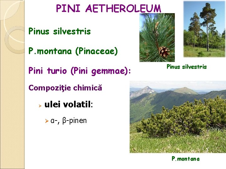 PINI AETHEROLEUM Pinus silvestris P. montana (Pinaceae) Pini turio (Pini gemmae): Pinus silvestris Compoziţie