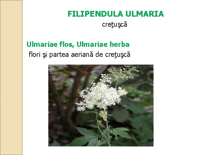 FILIPENDULA ULMARIA creţuşcă Ulmariae flos, Ulmariae herba flori şi partea aeriană de creţuşcă 