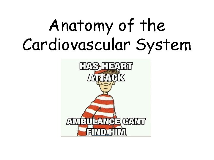 Anatomy of the Cardiovascular System 