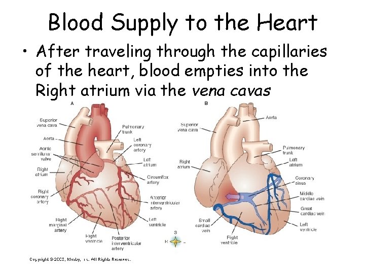 Blood Supply to the Heart • After traveling through the capillaries of the heart,