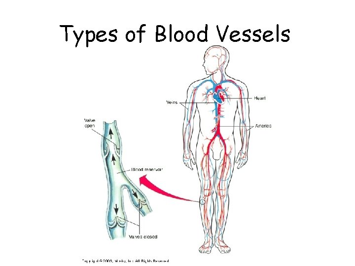 Types of Blood Vessels 