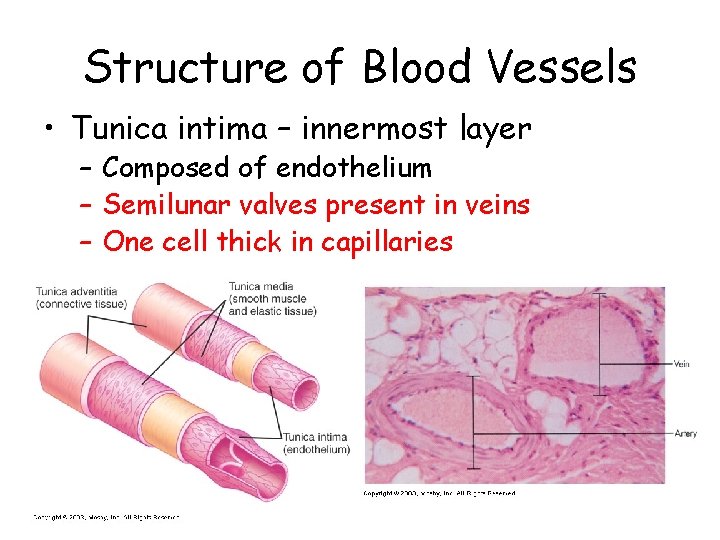 Structure of Blood Vessels • Tunica intima – innermost layer – Composed of endothelium