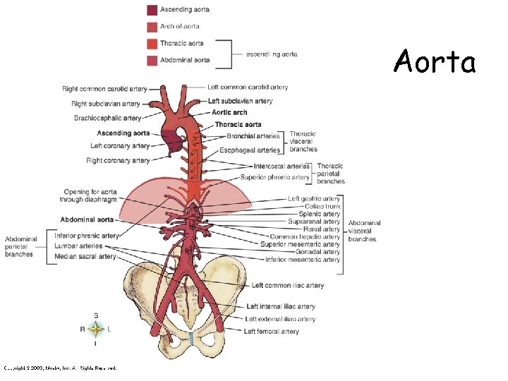 Aorta 