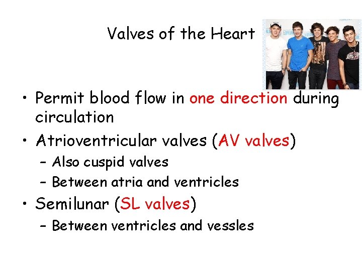 Valves of the Heart • Permit blood flow in one direction during circulation •