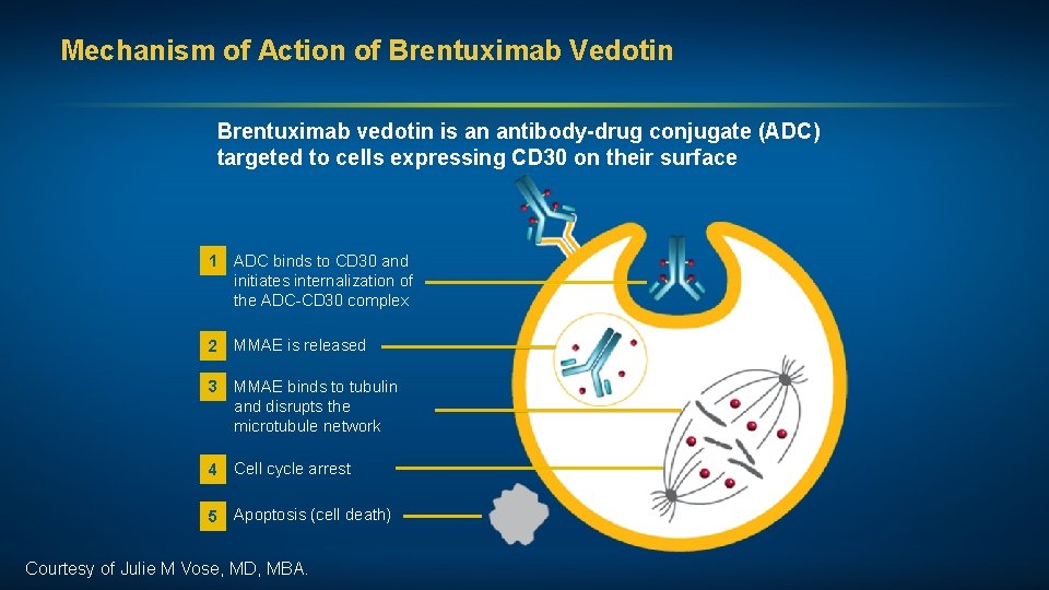 Mechanism of Action of Brentuximab Vedotin Brentuximab vedotin is an antibody-drug conjugate (ADC) targeted