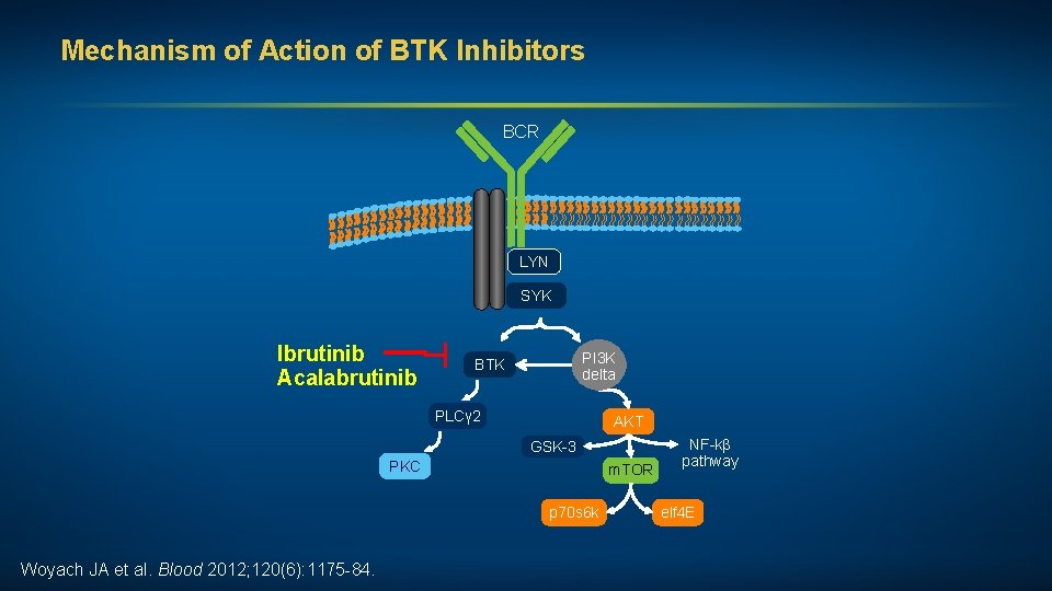Mechanism of Action of BTK Inhibitors BCR LYN SYK ┬ Ibrutinib Acalabrutinib PI 3