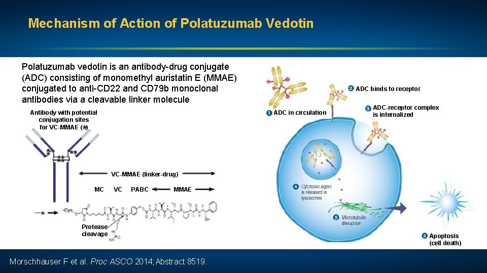 Mechanism of Action of Polatuzumab Vedotin Polatuzumab vedotin is an antibody-drug conjugate (ADC) consisting