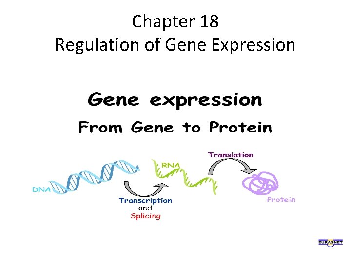 Chapter 18 Regulation of Gene Expression 