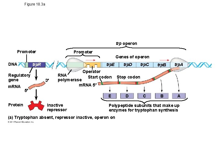 Figure 18. 3 a trp operon Promoter Genes of operon DNA trp. R Regulatory