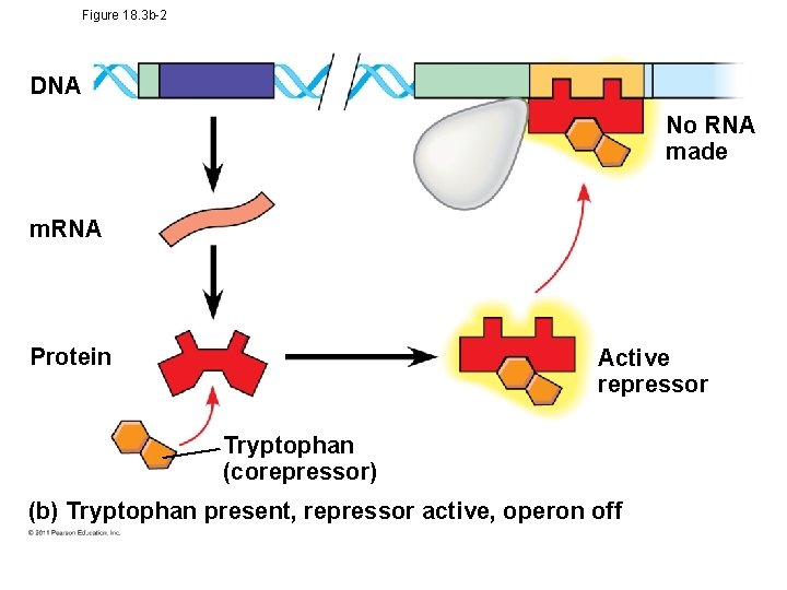 Figure 18. 3 b-2 DNA No RNA made m. RNA Protein Active repressor Tryptophan