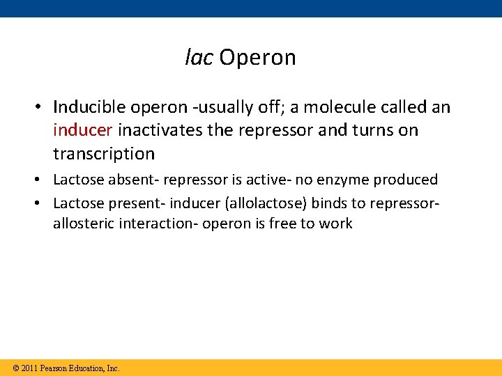 lac Operon • Inducible operon -usually off; a molecule called an inducer inactivates the