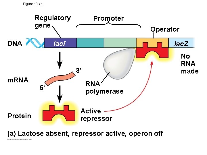 Figure 18. 4 a Regulatory gene DNA Promoter Operator lac. I lac. Z No