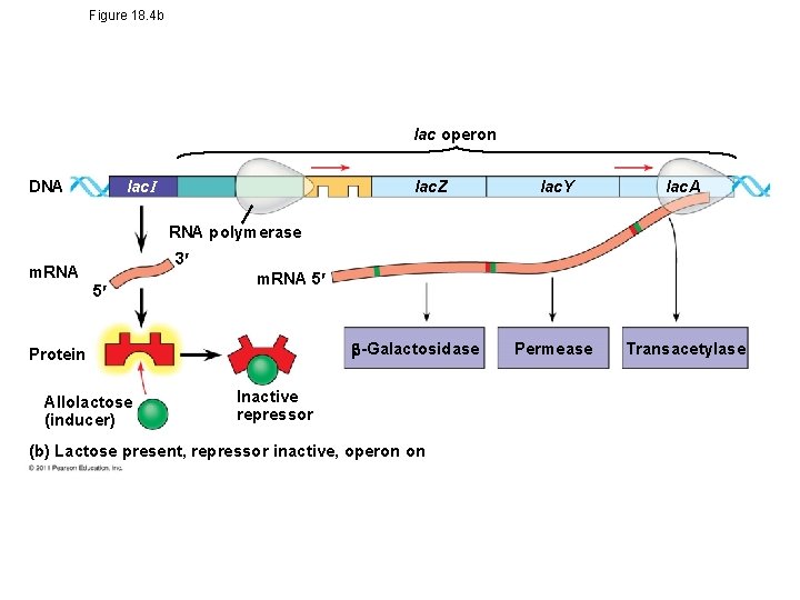 Figure 18. 4 b lac operon lac. I DNA lac. Z lac. Y lac.