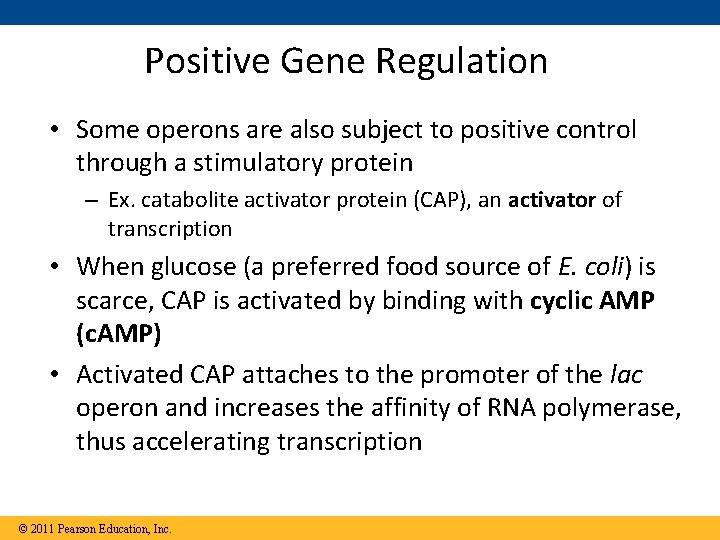 Positive Gene Regulation • Some operons are also subject to positive control through a