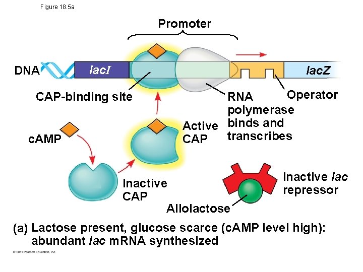 Figure 18. 5 a Promoter DNA lac. I lac. Z CAP-binding site c. AMP