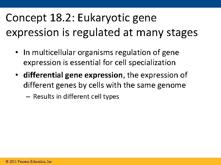 Concept 18. 2: Eukaryotic gene expression is regulated at many stages • In multicellular