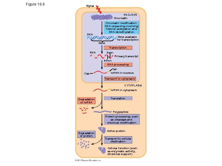 Figure 18. 6 Signal NUCLEUS Chromatin DNA Chromatin modification: DNA unpacking involving histone acetylation