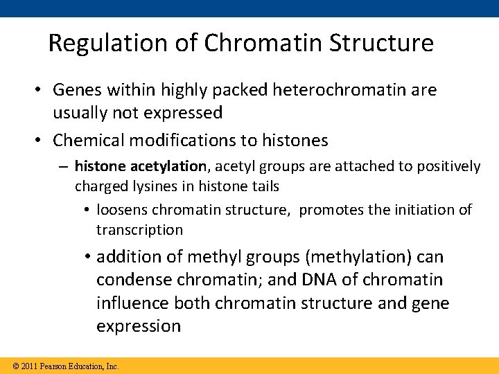Regulation of Chromatin Structure • Genes within highly packed heterochromatin are usually not expressed