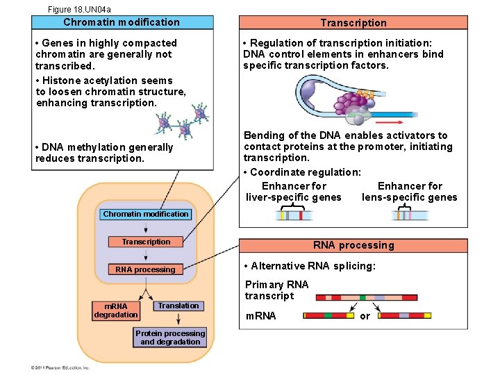 Figure 18. UN 04 a Chromatin modification • Genes in highly compacted chromatin are