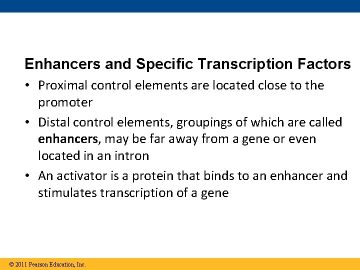 Enhancers and Specific Transcription Factors • Proximal control elements are located close to the