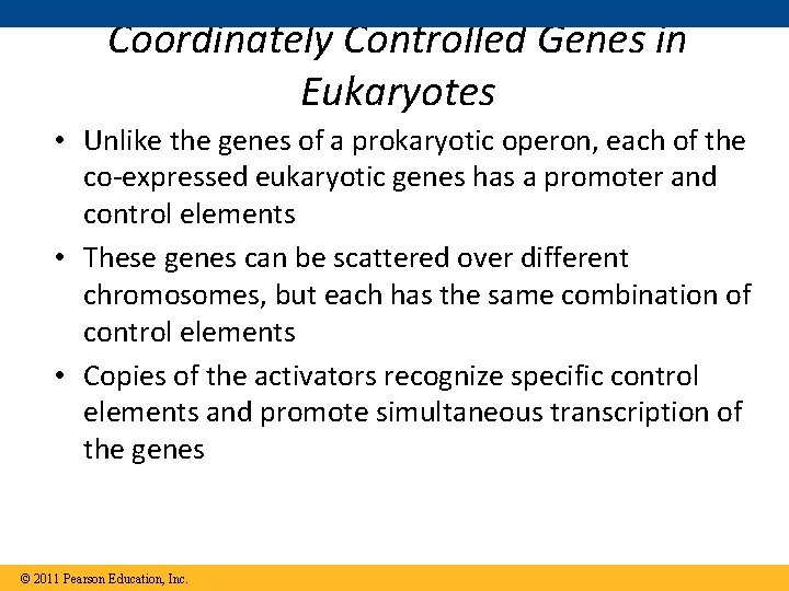 Coordinately Controlled Genes in Eukaryotes • Unlike the genes of a prokaryotic operon, each