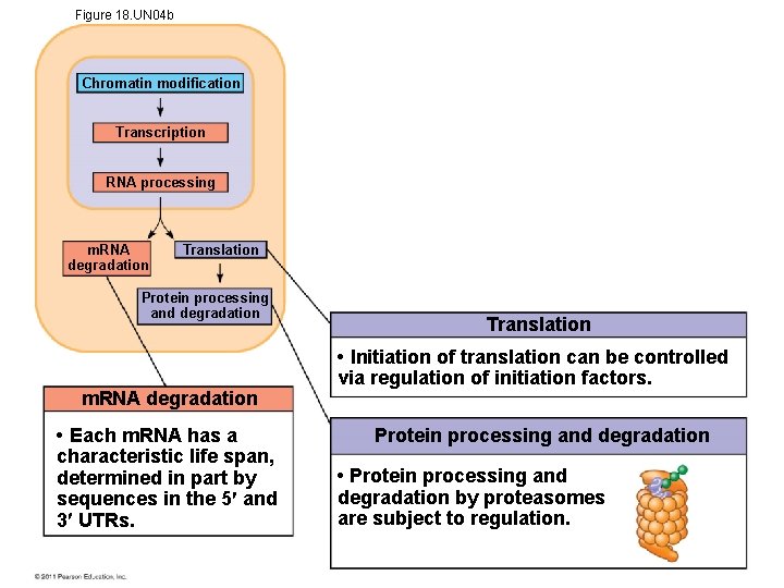 Figure 18. UN 04 b Chromatin modification Transcription RNA processing m. RNA degradation Translation