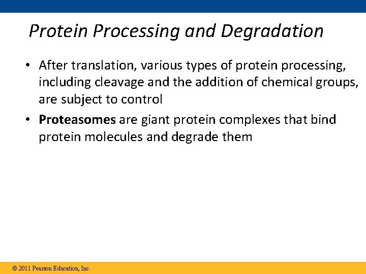 Protein Processing and Degradation • After translation, various types of protein processing, including cleavage