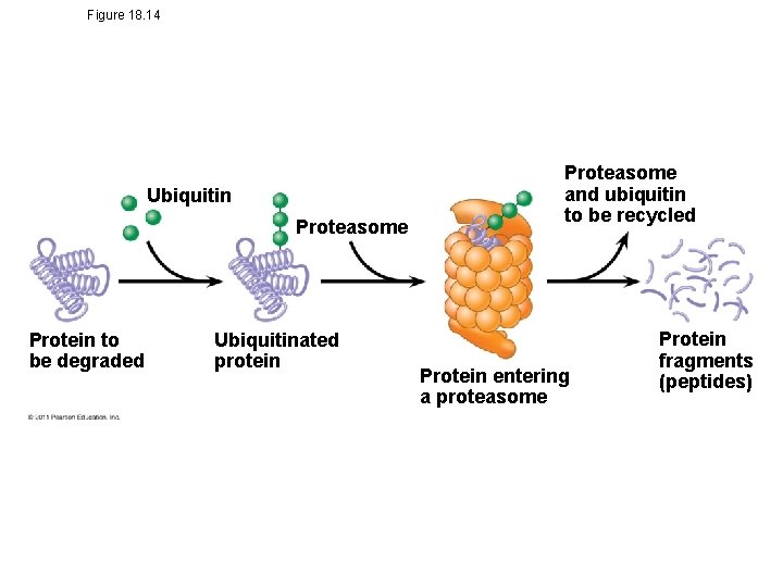 Figure 18. 14 Ubiquitin Proteasome Protein to be degraded Ubiquitinated protein Proteasome and ubiquitin