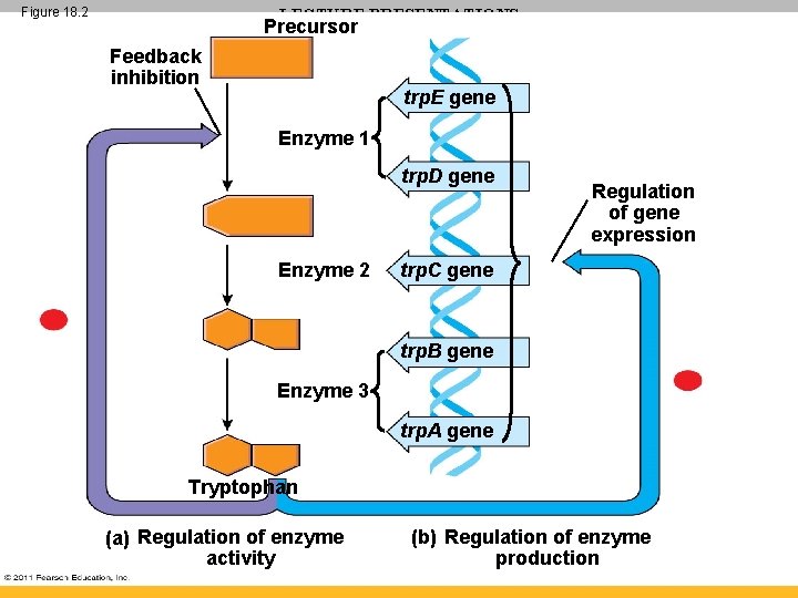 Figure 18. 2 LECTURE PRESENTATIONS Precursor For CAMPBELL BIOLOGY, NINTH EDITION Jane B. Reece,